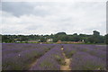View of rows of lavender in Mayfield Lavender Farm in SM7 3AU