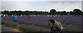 View across the field in Mayfield Lavender Farm in SM7 3AU