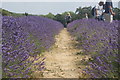 View along a row of lavender in Mayfield Lavender Farm in SM7 3AU