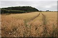 Grain field at Bunker's Hill in NR22 6EJ
