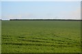 Arable crop by Cornish Main Line in PL12 5BH