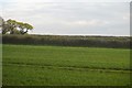 Arable field and hedge in PL12 5BH