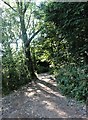 Shady path past Bird Wood in NG22 8BN