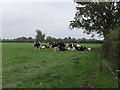 Dairy heifers grazing in SY22 6SJ