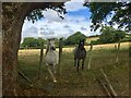 Inquisitive horses in SA3 1EY