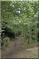 A footpath through a small patch of woodland by the A585 in FY5 2NT