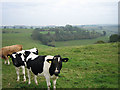 Cows  on the ridge in BA4 6DD