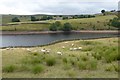 Sheep and Ponden reservoir in BD22 0JP