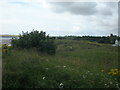 Sand dune covering of vegetation at Lunan Bay in DD11 5ST