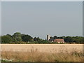 Wheat ready to harvest at Nash's Farm in NR28 9NX