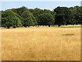 Scorched grass in the parkland at Houghton Hall in PE31 6SX