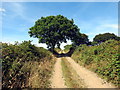 Llwybr ceffyl ger Nantegryd / A bridleway near Nantegryd in SA44 4PB