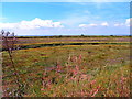 Saltmarsh at Colne Point in CO16 8ET