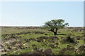 Solitary tree above Lank Combe in EX35 6PU
