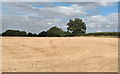 Recently Harvested Field, nr Great Oxney Green, Writtle in CM1 3NZ