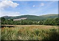 Damp grassland near Kinlochard in FK8 3TW