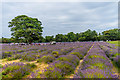 Mayfield Lavender Farm in SM7 3BH