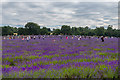 Mayfield Lavender Farm in SM7 3AU