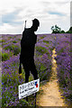 Silent soldier at Mayfield Lavender Farm in SM7 3AU