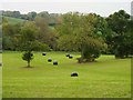 Fields between Ab Lench and Church Lench in WR11 4UQ