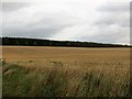 Looking over a field of barley towards Balrownie Wood in DD9 7RG