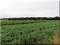 Field of potatoes at Auchenreoch Farm in DD9 7QL