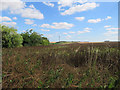 Barley: field beans and a view into Cambridgeshire in SG8 8HW