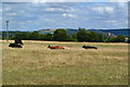 Cows in dry field at Seend in SN12 6NY