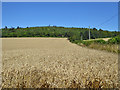 Wheat field below Westwell Downs in TN25 4LQ
