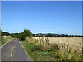 Wheat field by the lane in CT4 8EY