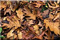 Fallen Oak Leaves in YO18 8ES