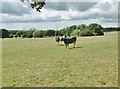 Pilton, cattle grazing in BA4 4BY
