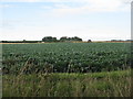 Brussels Sprouts near Lochhouses in EH42 1XP