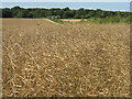 Oilseed rape ready for harvest in EH42 1TB