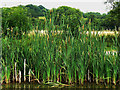 Moat and reedmace, Great Chalfield Manor, Wiltshire in SN12 8NH