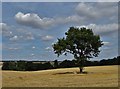 Lone tree between Hagg Farm and Eastwood Farm in Dover Beck Ward