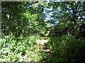 Footpath in Hargate Forest in TN3 9HB