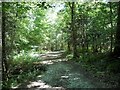 Wide path, Hargate Forest in TN3 9HB
