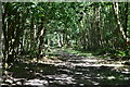 Shady path at The Chase in RG20 0NZ