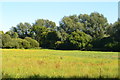 Field south of Monkey Marsh Lock in RG19 4NX
