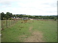 Grazing near the Leeds and Liverpool Canal in Reedley Hallows