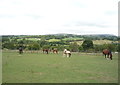 Horses near Oliver Ings Bridge in Reedley Hallows