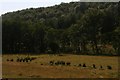 Marshy Pasture and Little Park Wood near Newbridge in YO18 7NF