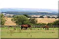 Field with horses, Warlaby in DL7 9EW