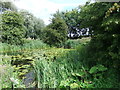 Waterlilies on the Bielby Arm of the Pocklington Canal in YO42 4JT