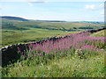 Rosebay Willowherb near to a layby on Two Laws Road, Trawden Forest in BB8 8SU