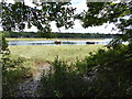 Part of the Beaulieu River, Hampshire in SO42 7YJ