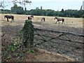 Horses in a parched paddock near Bray in SL6 1BN