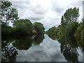Trees along the River Ure in HG4 5AW