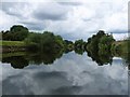 Approaching Cherry Island Wood, on the River Ure in HG4 5AW